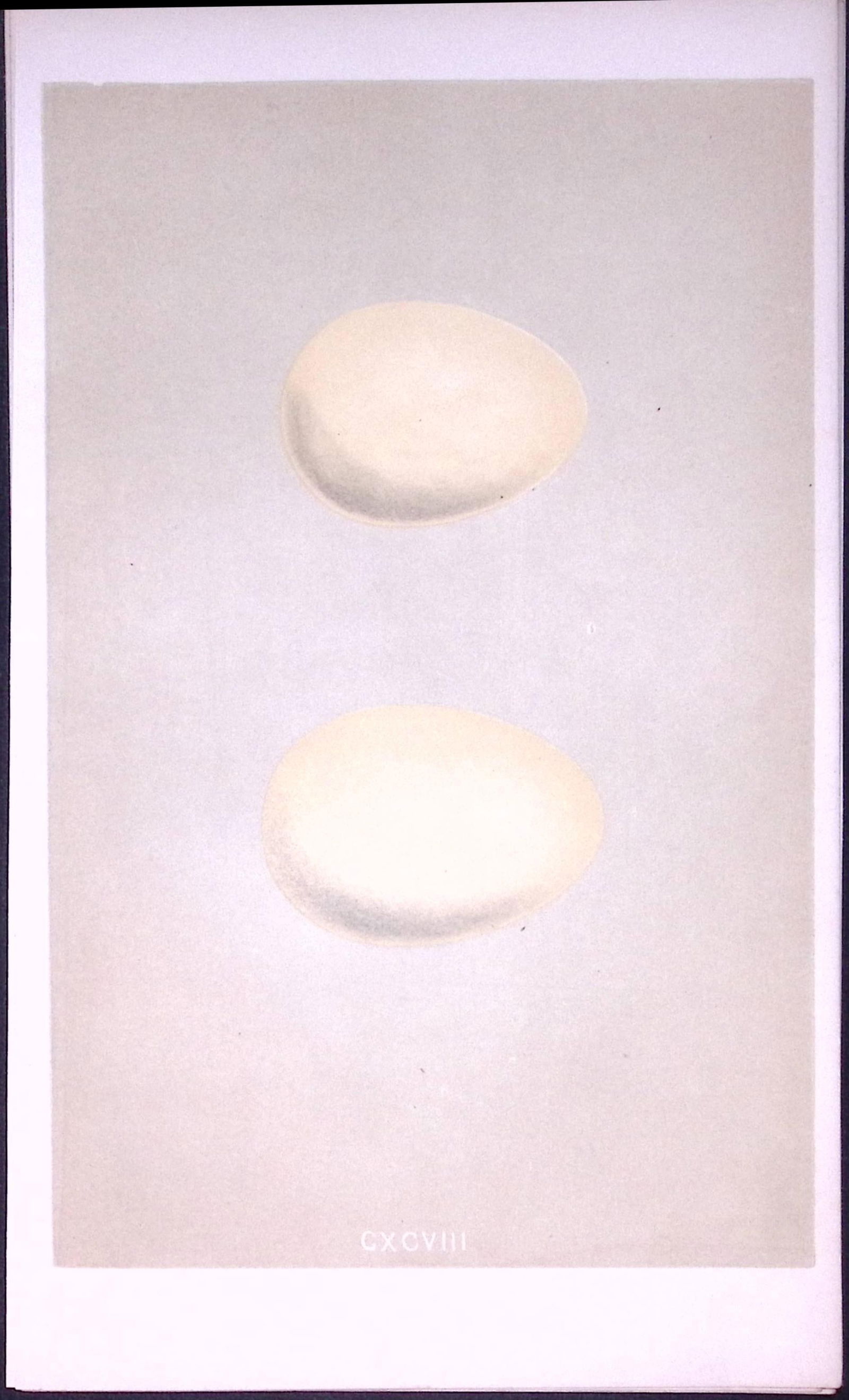 Harlequin & Long Tailed Duck Bird Egg- Rev Morris Antique Woodblock Engraving-30: Title: Harlequin & Long Tailed Duck Bird Egg- Rev Morris Antique Woodblock Engraving-30 Description: This Chromolithographic Woodblock Engraving Has Been Removed from a First Ant