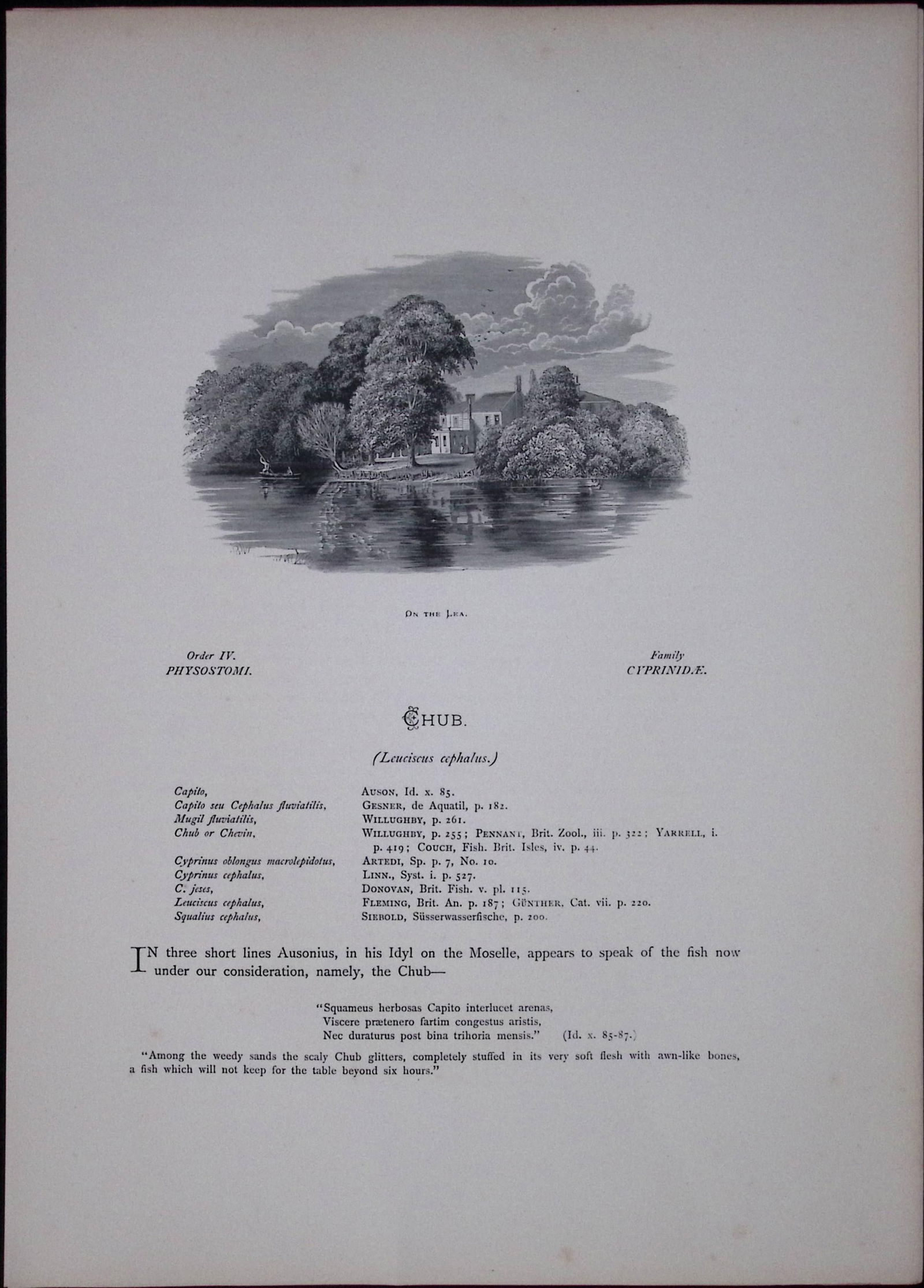 Chub Rev Houghton British Freshwater Fish 1879 Scarce Antique Engraving-33 - 2