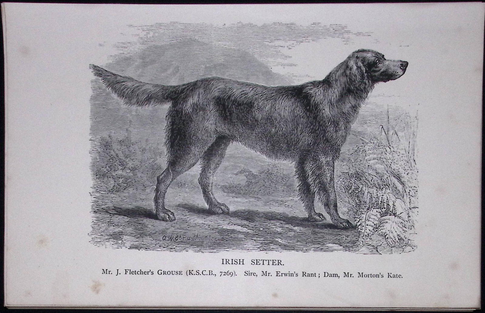 Irish Red Setter British Dogs by Hugh Dalziel 1889 Antique Book Plate-31: Title: Irish Red Setter British Dogs by Hugh Dalziel 1889 Antique Book Plate-31 Description: This Antique Book Plate Was Removed from a Edition of British Dogs by Hugh Dalziel 1889.<