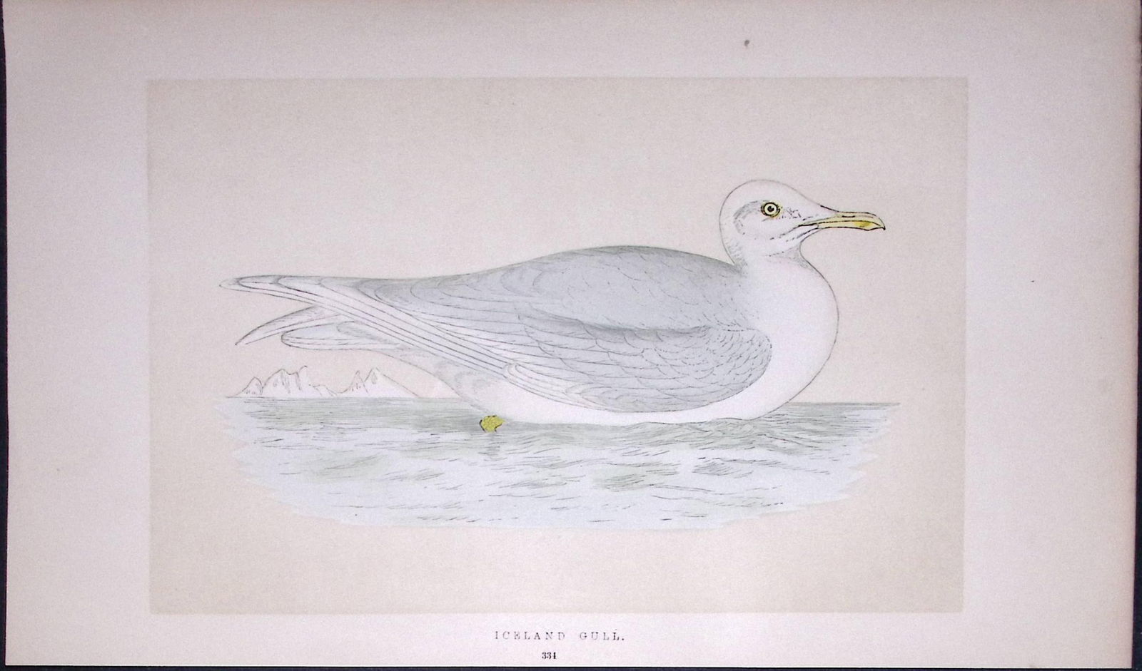 Iceland Gull Bird- Rev Morris First Edition Antique Woodblock Engraving-207: Title: Iceland Gull Bird- Rev Morris First Edition Antique Woodblock Engraving-207 Description: This Chromolithographic Woodblock Engraving Has Been Removed from a First Antique Edit