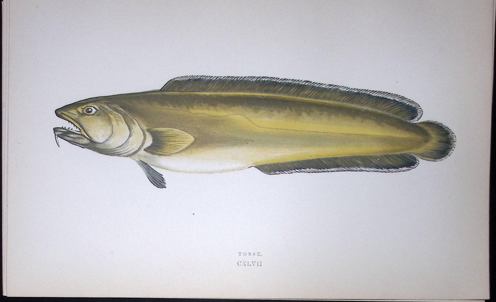 Torsk Fish Scarce Antique 1877 J. Couch Woodblock Engraving-81: Title: Torsk Fish Scarce Antique 1877 J. Couch Woodblock Engraving-81 Description: This Antique Original Coloured Woodblock Engraving Was Removed from An Edition of. History of The Fishes of