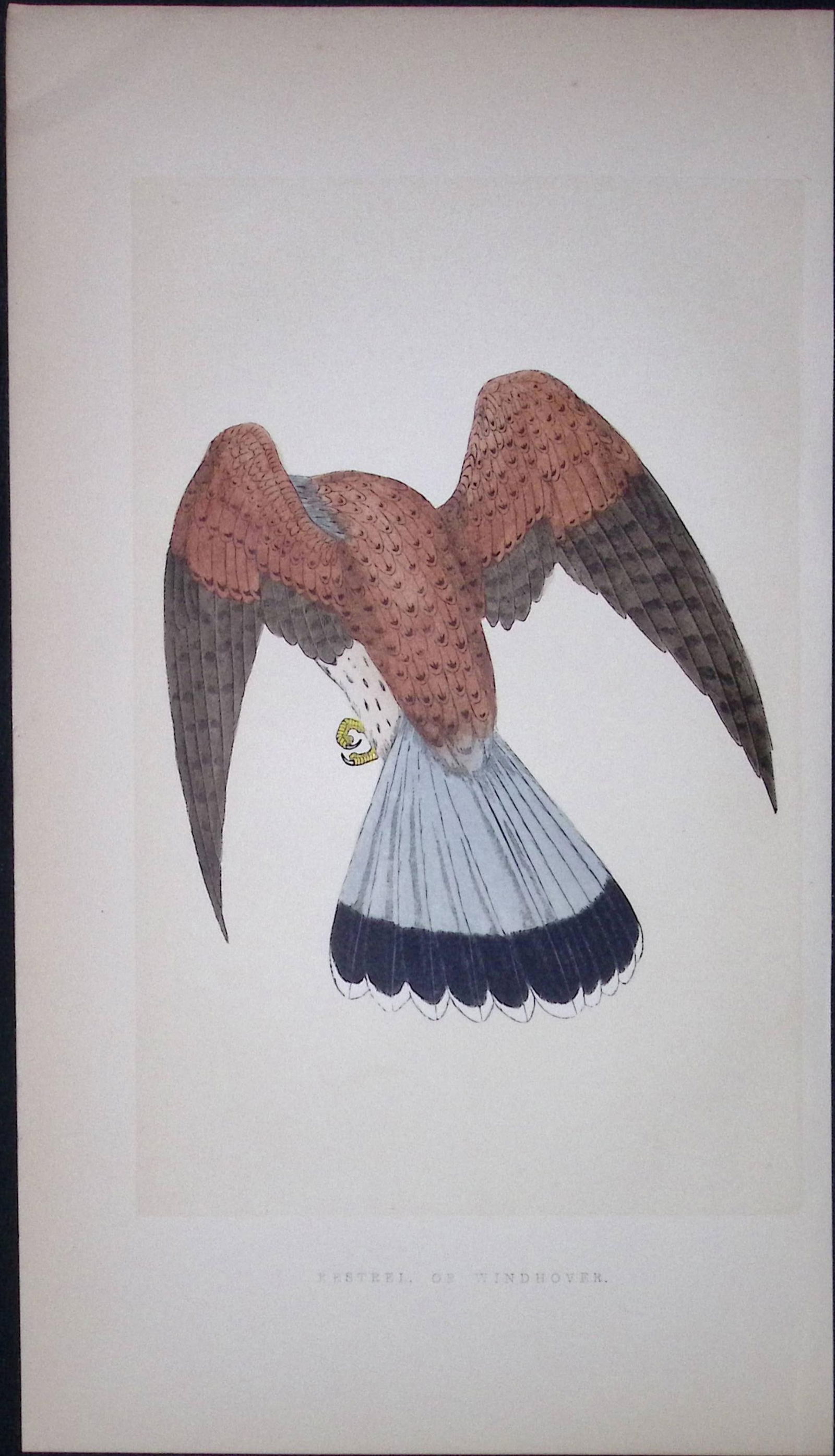 Kestrel or Windhover Bird- Rev Morris First Edition Antique Woodblock Engraving-17: Title: Kestrel or Windhover Bird- Rev Morris First Edition Antique Woodblock Engraving-17 Description: This Chromolithographic Woodblock Engraving Has Been Removed from a First Antiq