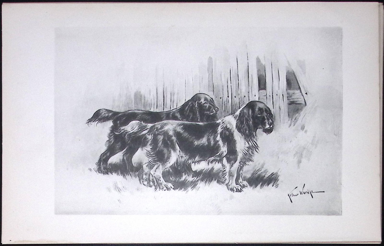 Cocker Spaniels Antique Book Plate Rawdon Lee Modern Dogs 1893-45: Title: Cocker Spaniels Antique Book Plate Rawdon Lee Modern Dogs 1893-45 Description: This Antique Book Plate Was Removed from an Edition of Modern Dogs by Rawdon Lee 1893. </