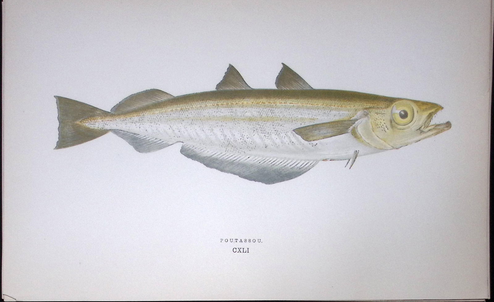 Poutassou Fish Scarce Antique 1877 J. Couch Woodblock Engraving-85: Title: Poutassou Fish Scarce Antique 1877 J. Couch Woodblock Engraving-85 Description: This Antique Original Coloured Woodblock Engraving Was Removed from An Edition of.