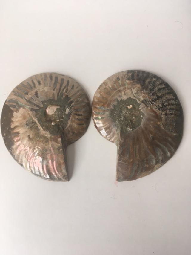 Fossil Shell, Ammonite (Perispimctes) Madagascan, 14x3 Full Large, Polished, 200 Million Years Ol...: Title: Fossil Shell, Ammonite (Perispimctes) Madagascan, 14x3 Full Large, Polished, 200 Million Years Old Description: Fossil Shell, Ammonite (PERISPIMCTES) Madagascan, 14x3 Full LARGE, Polished, 200