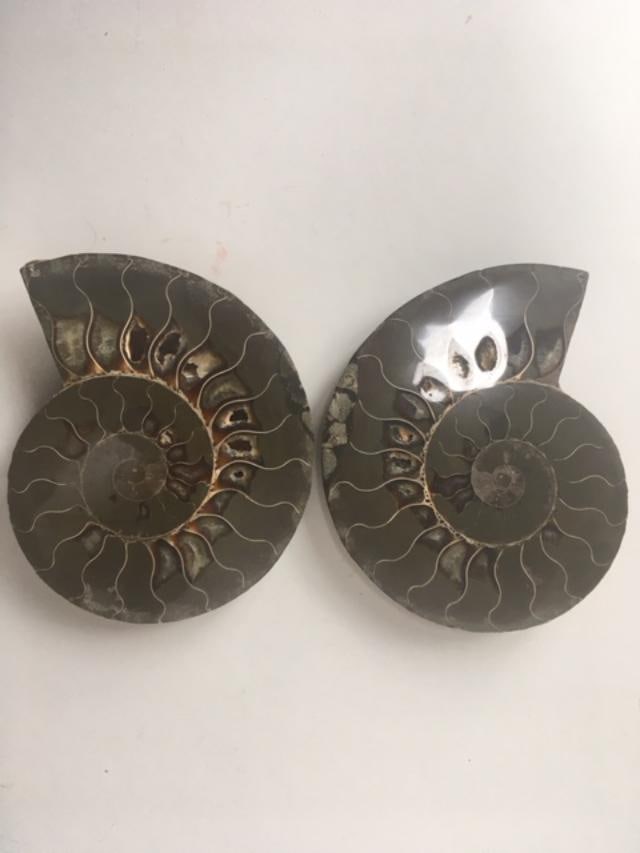 Fossil Shell, Ammonite (Perispimctes) Madagascan, 14x3 Full Large, Polished, 200 Million Years Ol... - 2