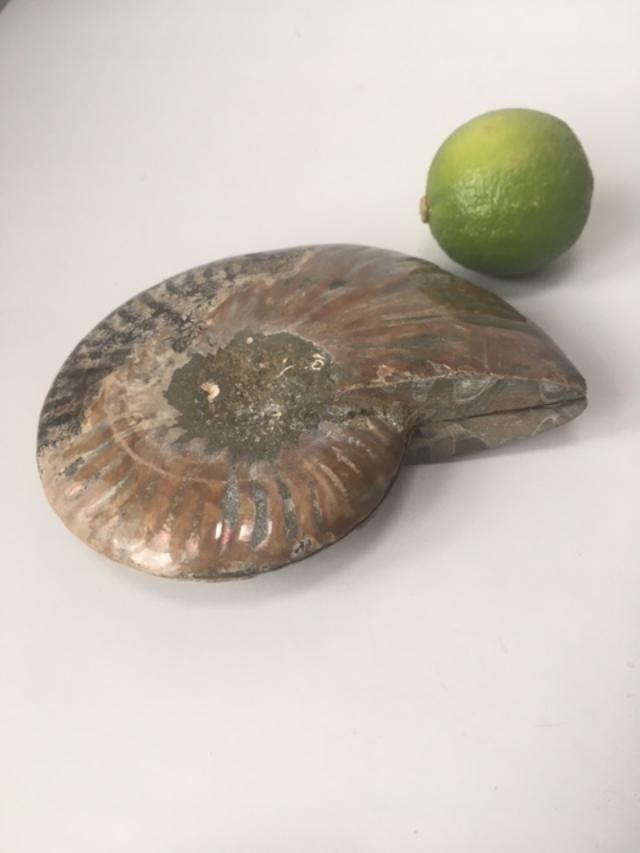 Fossil Shell, Ammonite (Perispimctes) Madagascan, 14x3 Full Large, Polished, 200 Million Years Ol... - 3