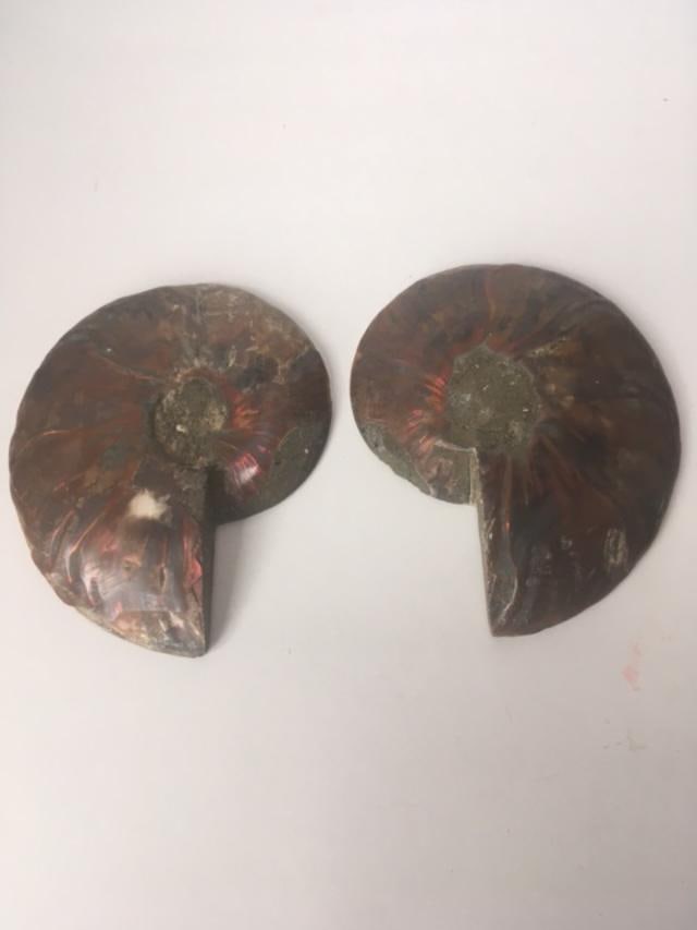Fossil Shell, Ammonite (Perispimctes) Madagascan,12x2 1/2 Full Large, Polished, 200 Million Years: Title: Fossil Shell, Ammonite (Perispimctes) Madagascan,12x2 1/2 Full Large, Polished, 200 Million Years Description: Fossil Shell, Ammonite (PERISPIMCTES) Madagascan,12x2 1/2 Full LARGE, Polished,