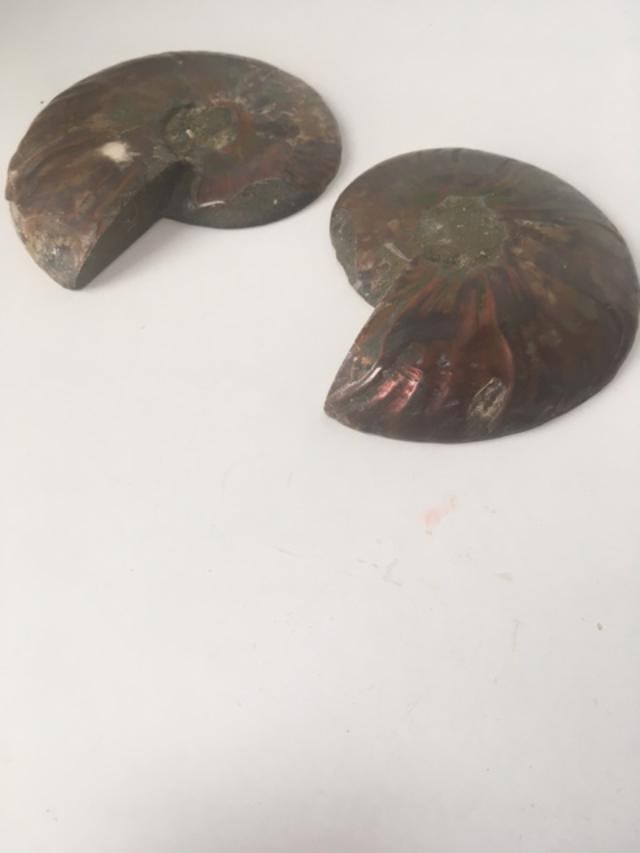 Fossil Shell, Ammonite (Perispimctes) Madagascan,12x2 1/2 Full Large, Polished, 200 Million Years - 2