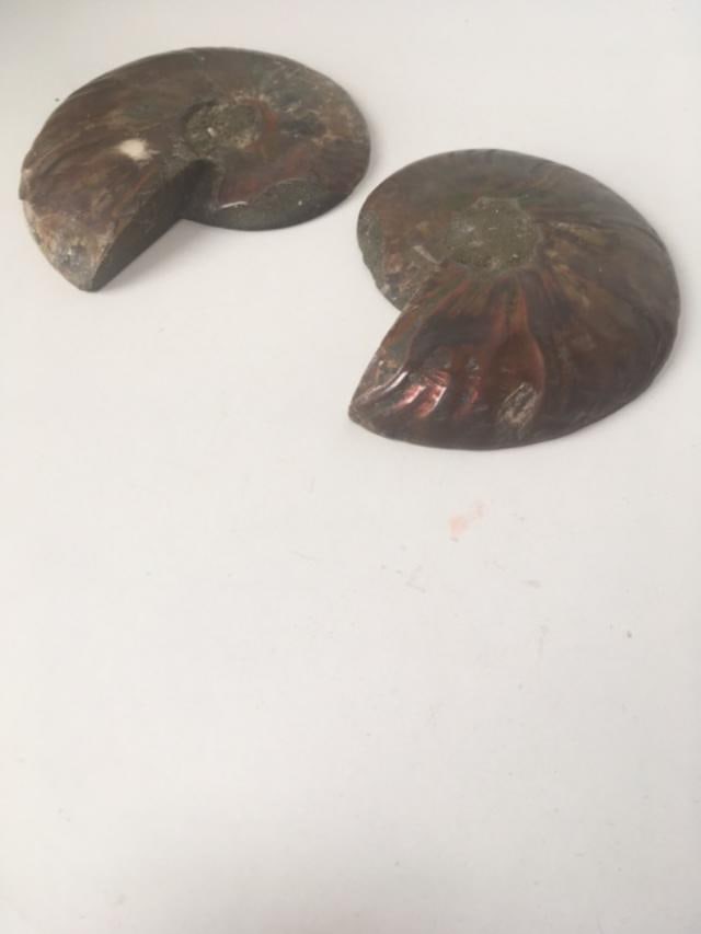 Fossil Shell, Ammonite (Perispimctes) Madagascan,12x2 1/2 Full Large, Polished, 200 Million Years - 3