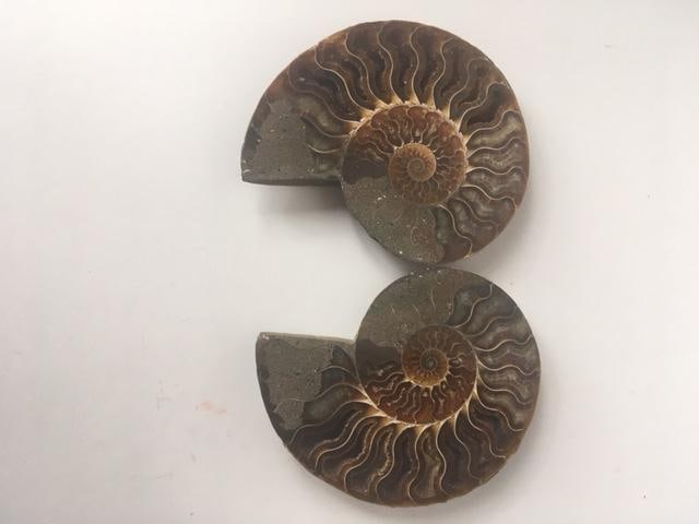 Fossil Shell, Ammonite (Perispimctes) Madagascan,12x2 1/2 Full Large, Polished, 200 Million Years - 4