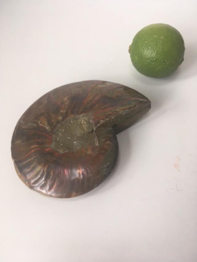 Fossil Shell, Ammonite (Perispimctes) Madagascan,12x2 1/2 Full Large, Polished, 200 Million Years - 5