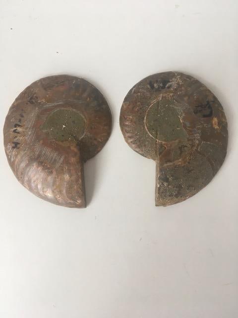 Fossil Shell, Ammonite (Perispimctes) Madagascan, 7x2, Full Medium, Polished, 200 Million Years (1 of 3)