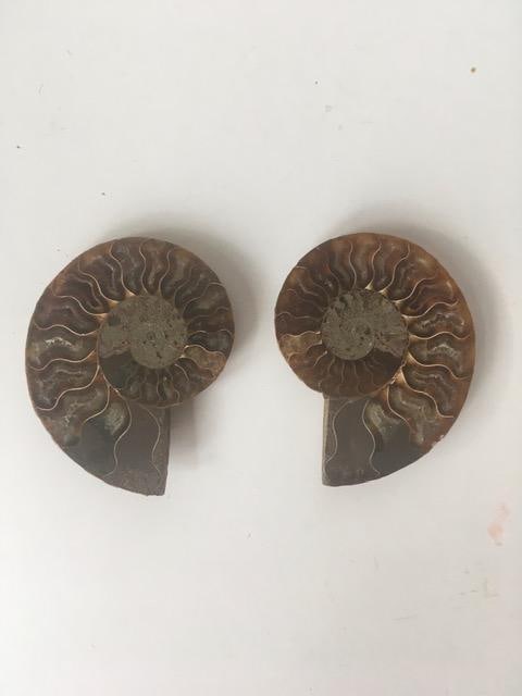 Fossil Shell, Ammonite (Perispimctes) Madagascan, 7x2, Full Medium, Polished, 200 Million Years - 2