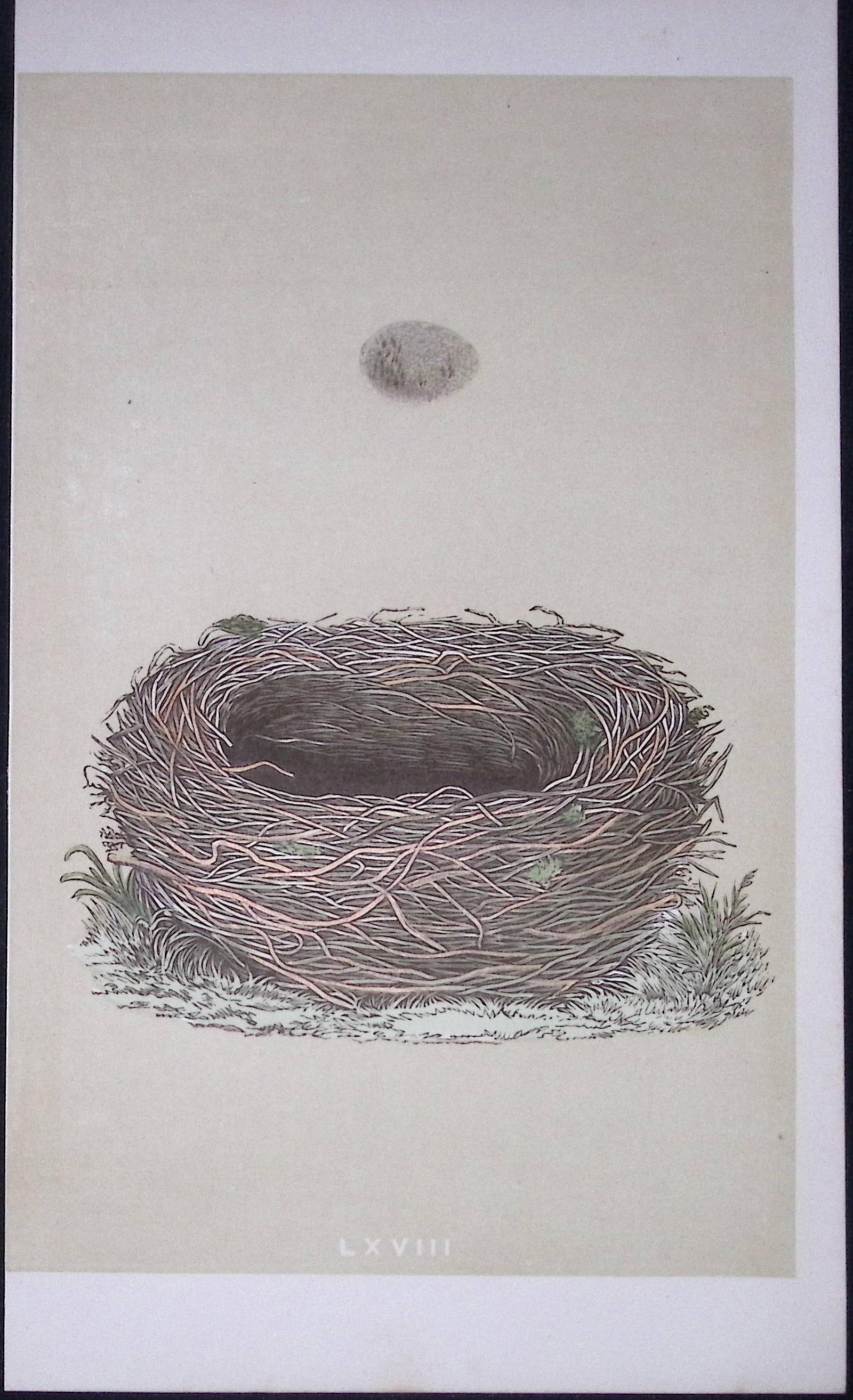 Rev Morris Meadow Pipit Bird Nest & Egg Antique Woodblock Engraving-18: Title: Rev Morris Meadow Pipit Bird Nest & Egg Antique Woodblock Engraving-18 Description: This Original Antique Colour Engraved Plate Was Removed from a First Edition of.