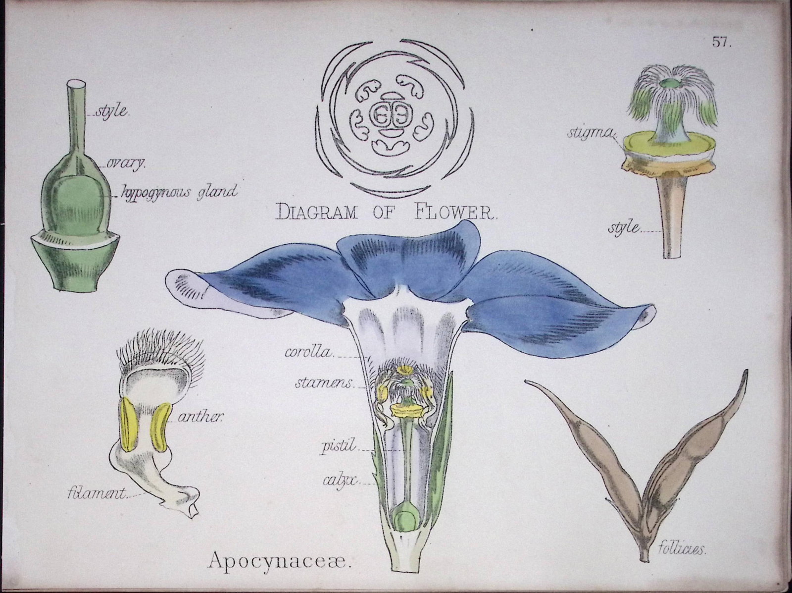 Dogbane Family Botanical Flower Diagram Rare Antique First Edition Illustration-57: Title: Dogbane Family Botanical Flower Diagram Rare Antique First Edition Illustration-57 Description: 150 Years-Old First Edition Hand-Coloured First Edition illustration by W