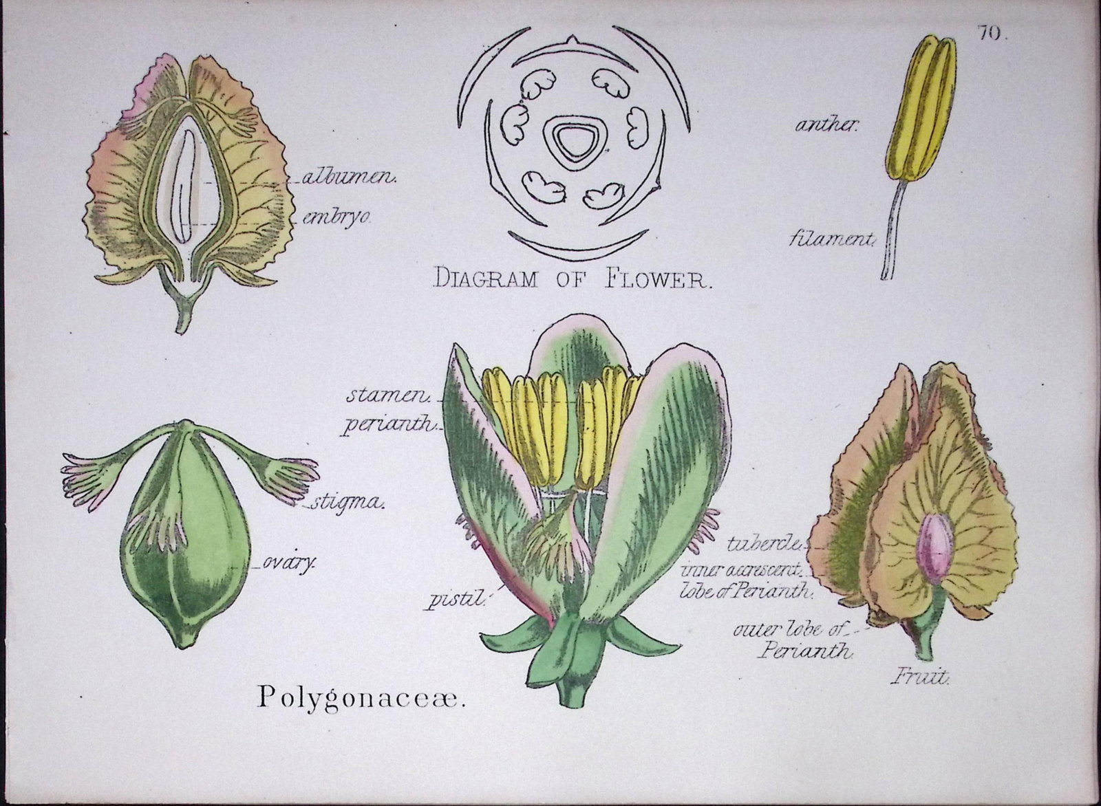Buckwheats Botanical Flower Diagram Rare Antique First Edition Illustration-70: Title: Buckwheats Botanical Flower Diagram Rare Antique First Edition Illustration-70 Description: 150 Years-Old First Edition Hand-Coloured First Edition illustration by W. H.