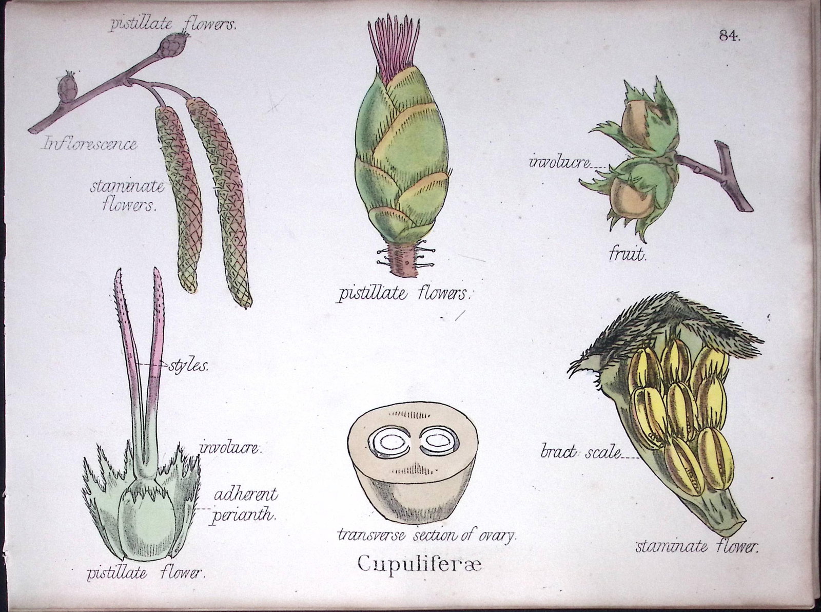 Cupuliferae Botanical Flower Diagram Rare Antique First Edition Illustration-84: Title: Cupuliferae Botanical Flower Diagram Rare Antique First Edition Illustration-84 Description: 150 Years-Old First Edition Hand-Coloured First Edition illustration by W. H