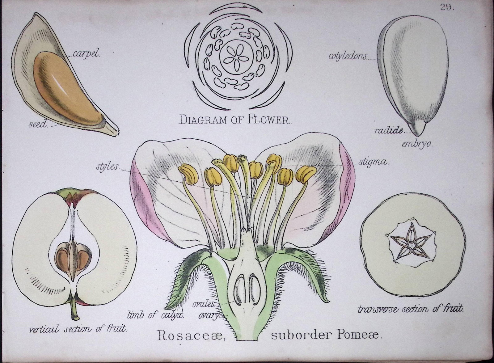 The Rose Family Botanical Flower Diagram Rare Antique First Edition Illustration-29: Title: The Rose Family Botanical Flower Diagram Rare Antique First Edition Illustration-29 Description: 150 Years-Old First Edition Hand-Coloured First Edition illustration by