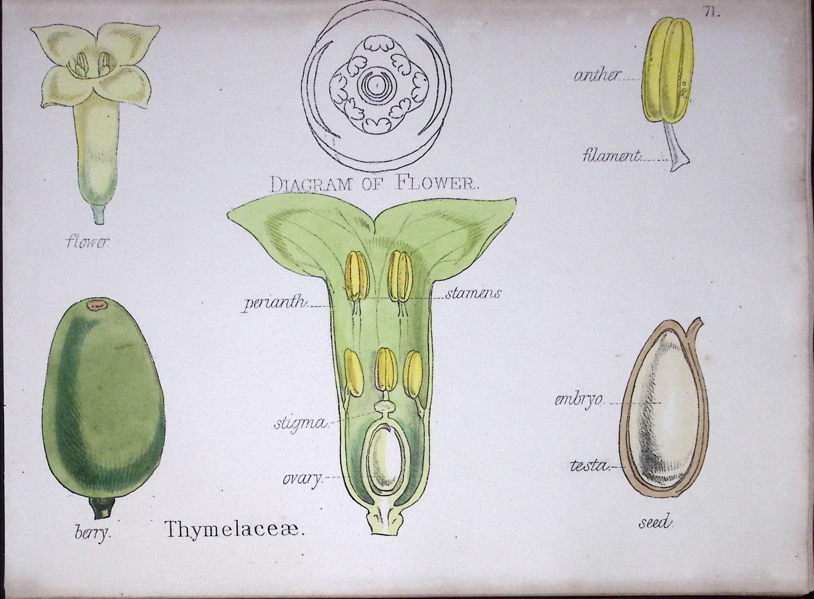 Thymelaceae Botanical Flower Diagram Rare Antique First Edition Illustration-71: Title: Thymelaceae Botanical Flower Diagram Rare Antique First Edition Illustration-71 Description: 150 Years-Old First Edition Hand-Coloured First Edition illustration by W. H