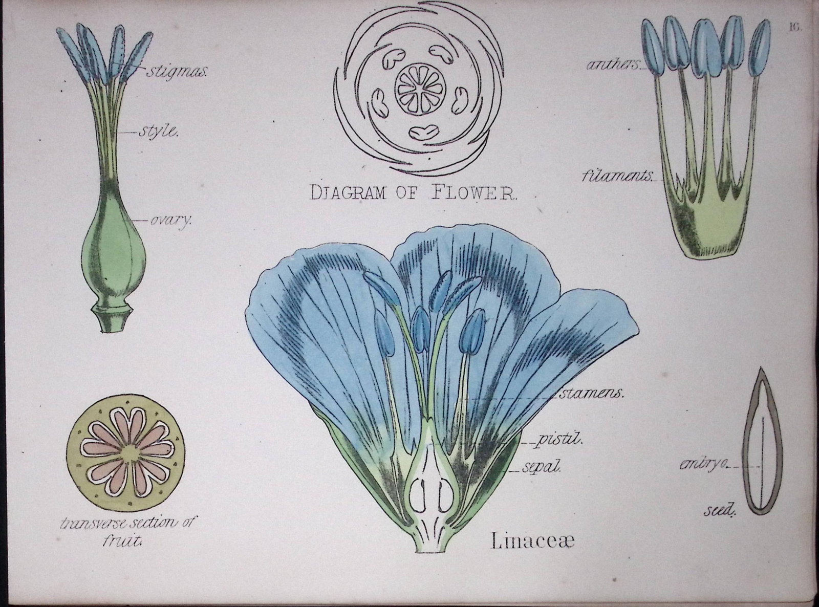 Linaceae Botanical Flower Diagram Rare Antique First Edition Illustration-16: Title: Linaceae Botanical Flower Diagram Rare Antique First Edition Illustration-16 Description: 150 Years-Old First Edition Hand-Coloured First Edition illustration by W. H. F