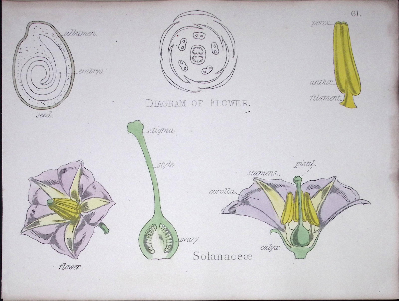 Nightshade Botanical Flower Diagram Rare Antique First Edition Illustration-61: Title: Nightshade Botanical Flower Diagram Rare Antique First Edition Illustration-61 Description: 150 Years-Old First Edition Hand-Coloured First Edition illustration by W. H.