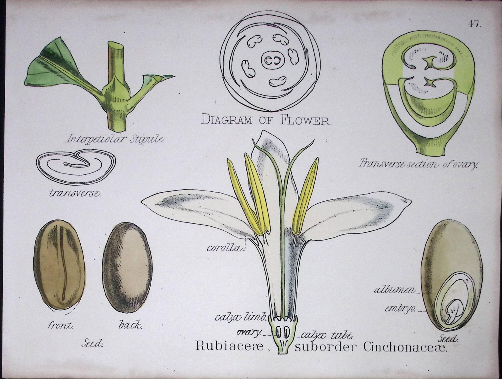 Rubiaceous Cinchona Botanical Flower Diagram Rare Antique First Edition Illustration-47: Title: Rubiaceous Cinchona Botanical Flower Diagram Rare Antique First Edition Illustration-47 Description: 150 Years-Old First Edition Hand-Coloured First Edition illustration