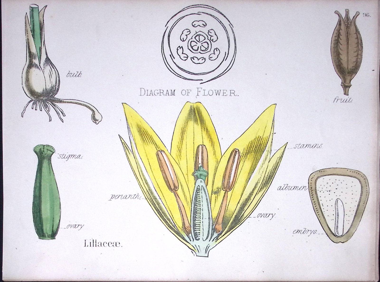 Lily Family Botanical Flower Diagram Rare Antique First Edition Illustration-96: Title: Lily Family Botanical Flower Diagram Rare Antique First Edition Illustration-96 Description: 150 Years-Old First Edition Hand-Coloured First Edition illustration by W. H