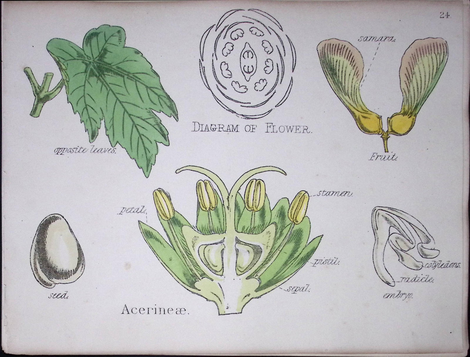 Acerineae Botanical Flower Diagram Rare Antique First Edition Illustration-24: Title: Acerineae Botanical Flower Diagram Rare Antique First Edition Illustration-24 Description: 150 Years-Old First Edition Hand-Coloured First Edition illustration by W. H.