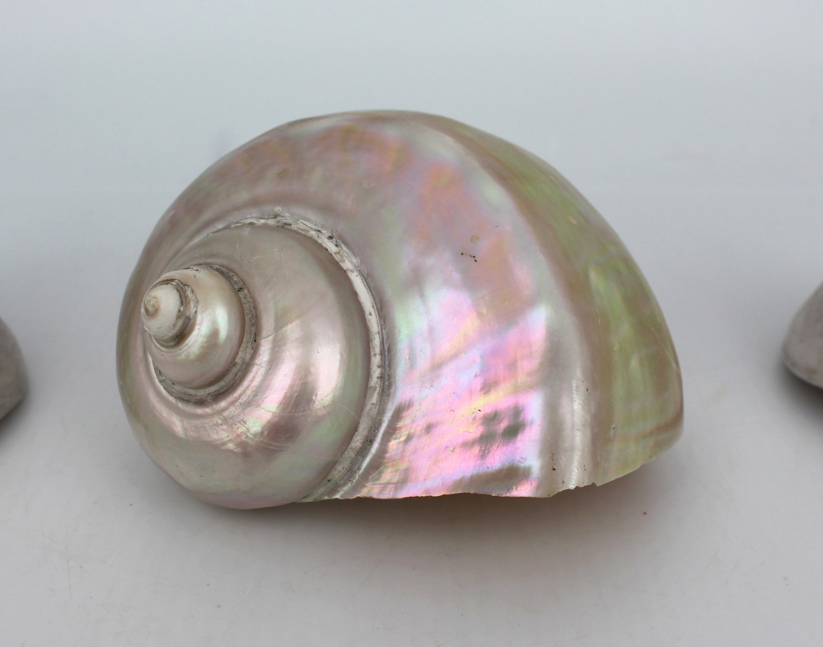 Set of 3 Vintage Mother of Pearl Conch Shells - 4