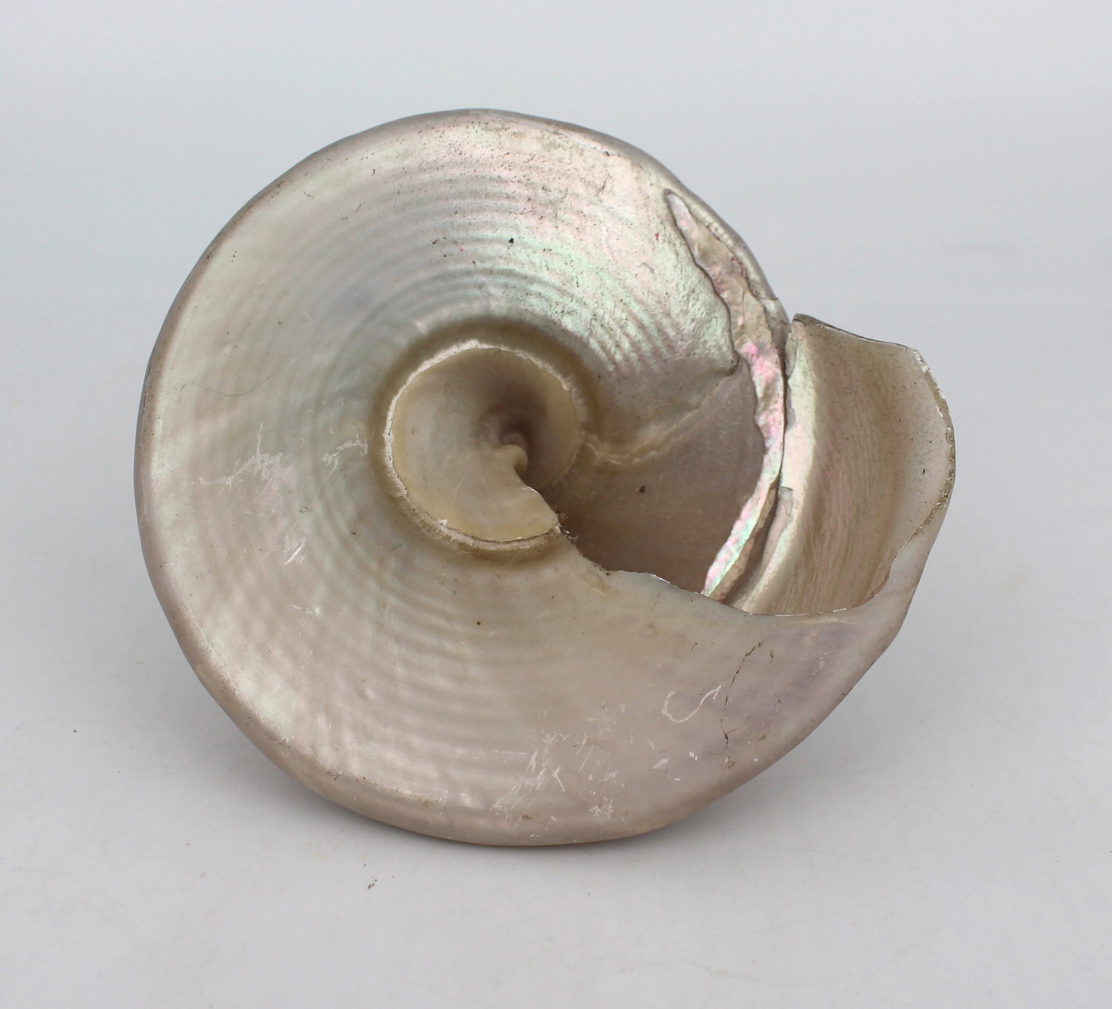 Set of 3 Vintage Mother of Pearl Conch Shells - 7