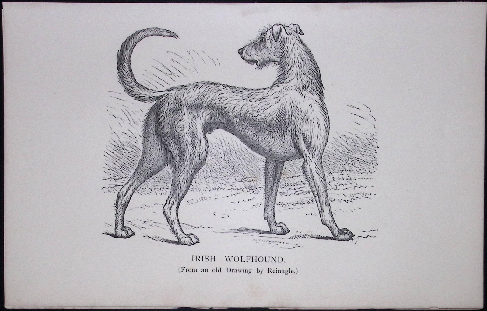 Irish Wolfhound Short British Dogs by Hugh Dalziel 1889 Antique Book Plate-18: Title: Irish Wolfhound Short British Dogs by Hugh Dalziel 1889 Antique Book Plate-18 Description: This Antique Book Plate Was Removed from a Edition of British Dogs by Hugh Dalziel 1889. E