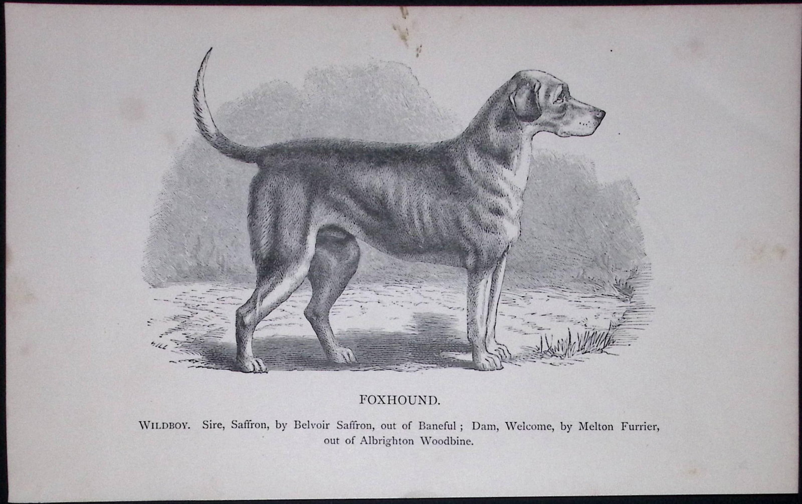 The Foxhound British Dogs by Hugh Dalziel 1889 Antique Book Plate-22: Title: The Foxhound British Dogs by Hugh Dalziel 1889 Antique Book Plate-22 Description: This Antique Book Plate Was Removed from a Edition of British Dogs by Hugh Dalziel 1889. Each Print