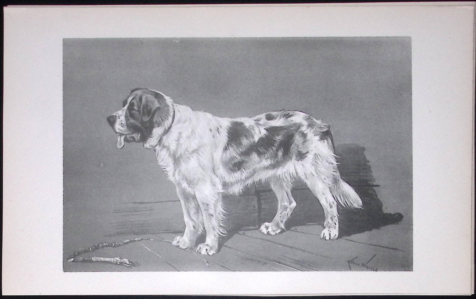 St Bernard Rough Coated Antique Book Plate Rawdon Lee Modern Dog 1894-4: Title: St Bernard Rough Coated Antique Book Plate Rawdon Lee Modern Dog 1894-4 Description: This Antique Book Plate Was Removed from an Edition of Modern Dogs by Rawdon Lee 1893. Each Print Mea