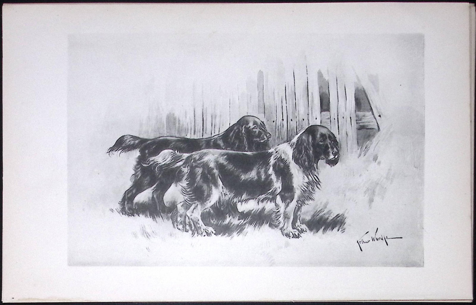 Cocker Spaniels Antique Book Plate Rawdon Lee Modern Dogs 1893-45: Title: Cocker Spaniels Antique Book Plate Rawdon Lee Modern Dogs 1893-45 Description: This Antique Book Plate Was Removed from an Edition of Modern Dogs by Rawdon Lee 1893. Each Print Measures Approx