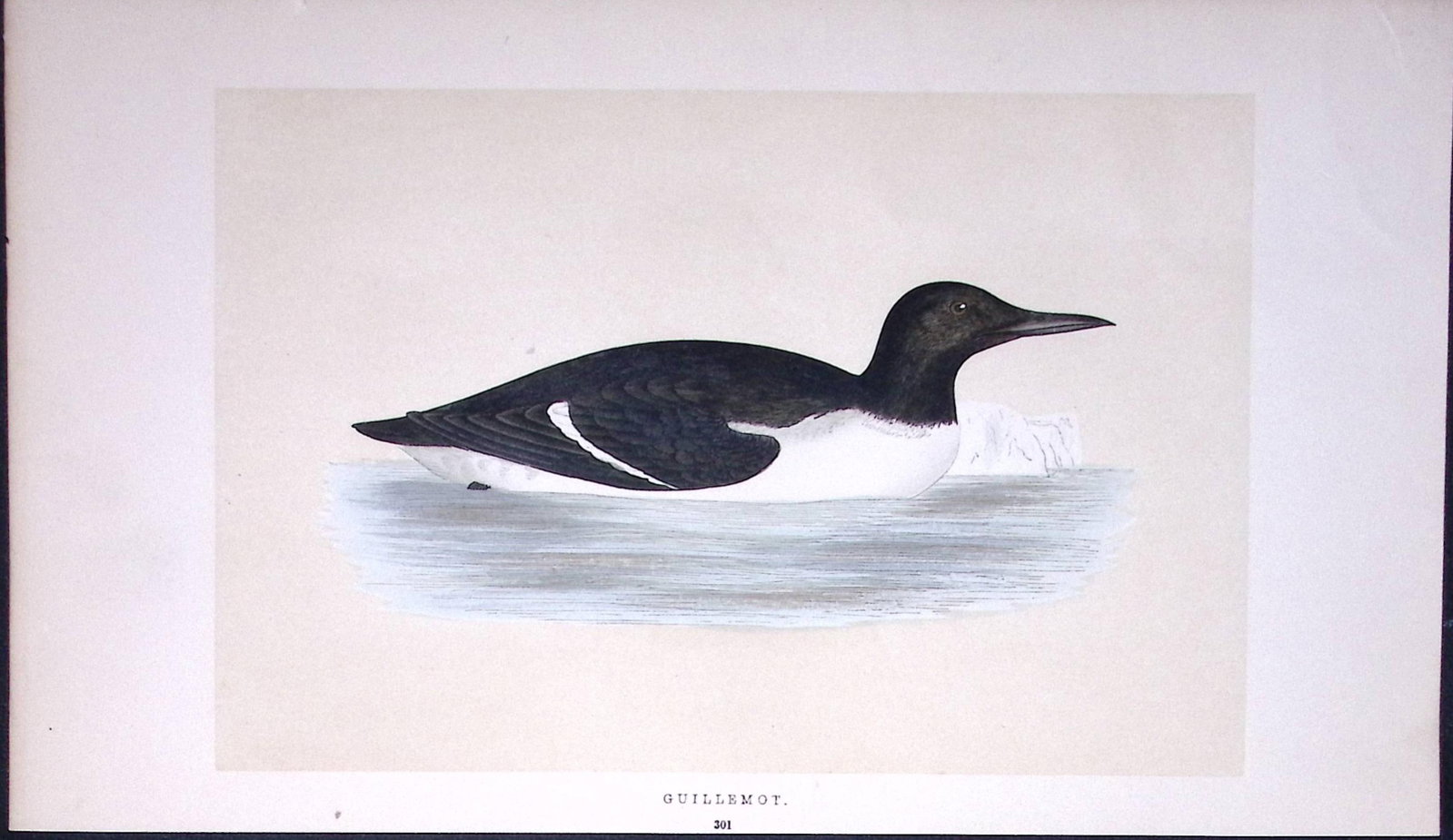 Guillemot Bird- Rev Morris First Edition Antique Woodblock Engraving-175: Title: Guillemot Bird- Rev Morris First Edition Antique Woodblock Engraving-175 Description: This Chromolithographic Woodblock Engraving Has Been Removed from a First Antique Edition of. Rev F O