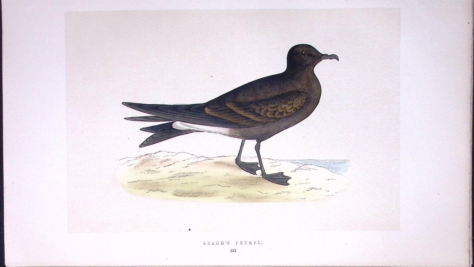 Leach’s Petrel Bird- Rev Morris First Edition Antique Woodblock Engraving-224: Title: Leach’s Petrel Bird- Rev Morris First Edition Antique Woodblock Engraving-224 Description: This Chromolithographic Woodblock Engraving Has Been Removed from a First Antique Edition of.