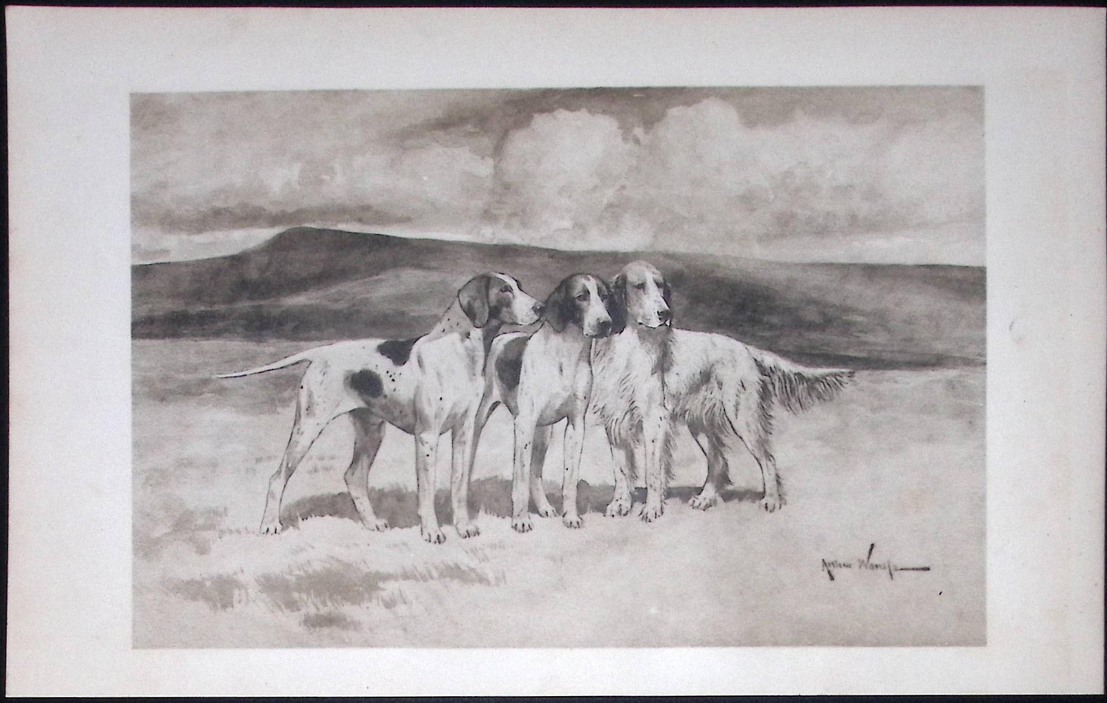 Pointers & Setters Antique 1893 Book Plate Rawdon Lee Modern Dogs-55: Title: Pointers & Setters Antique 1893 Book Plate Rawdon Lee Modern Dogs-55 Description: This Antique Book Plate Was Removed from an Edition of Modern Dogs by Rawdon Lee 1893. Each Print Measures