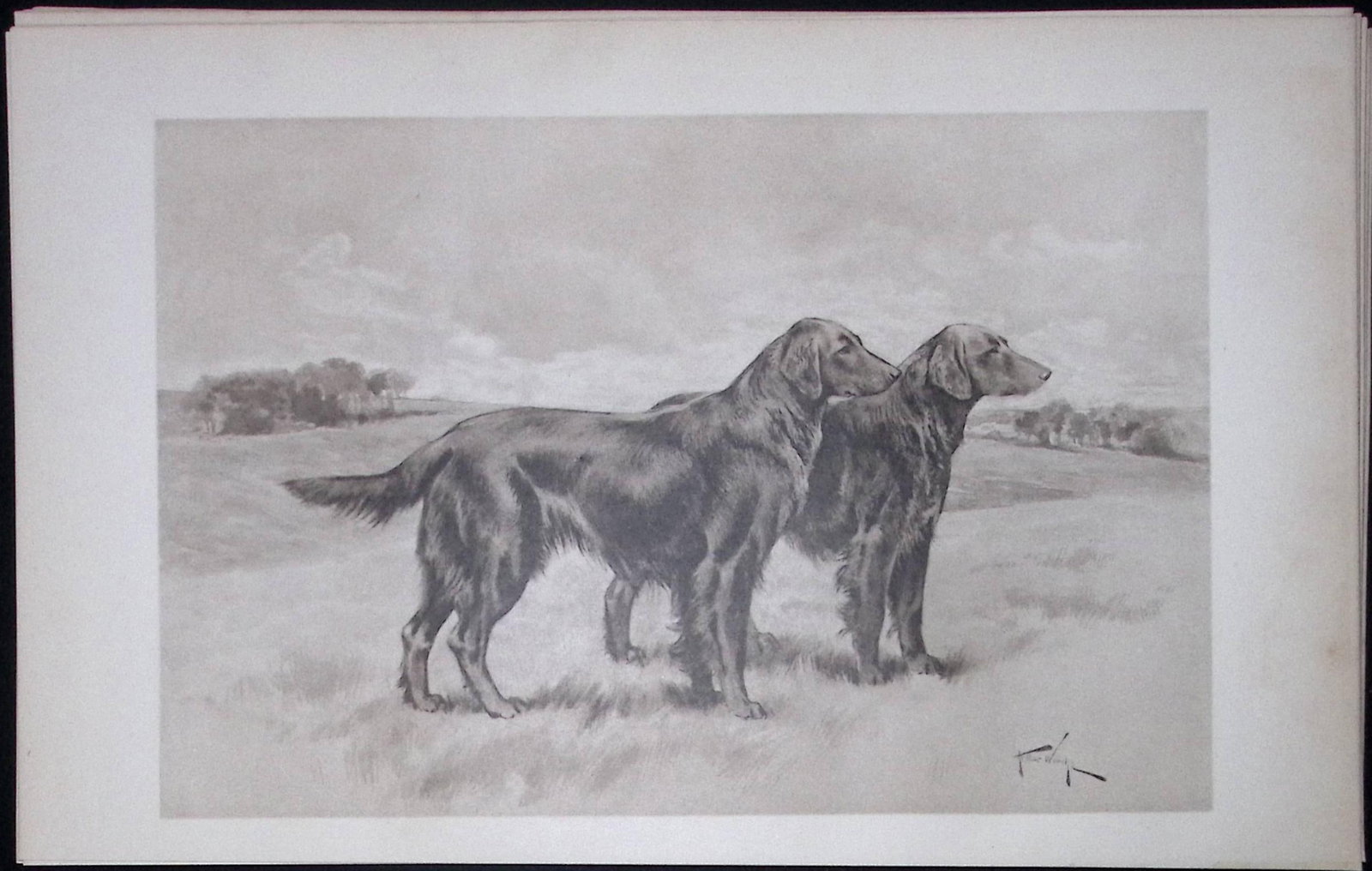 Pair Waxy Coated Retrievers Antique Book Plate Rawdon Lee Modern Dogs 1906-61: Title: Pair Waxy Coated Retrievers Antique Book Plate Rawdon Lee Modern Dogs 1906-61 Description: This Antique Book Plate Was Removed from an Edition of Modern Dogs by Rawdon Lee 1893. Each Print