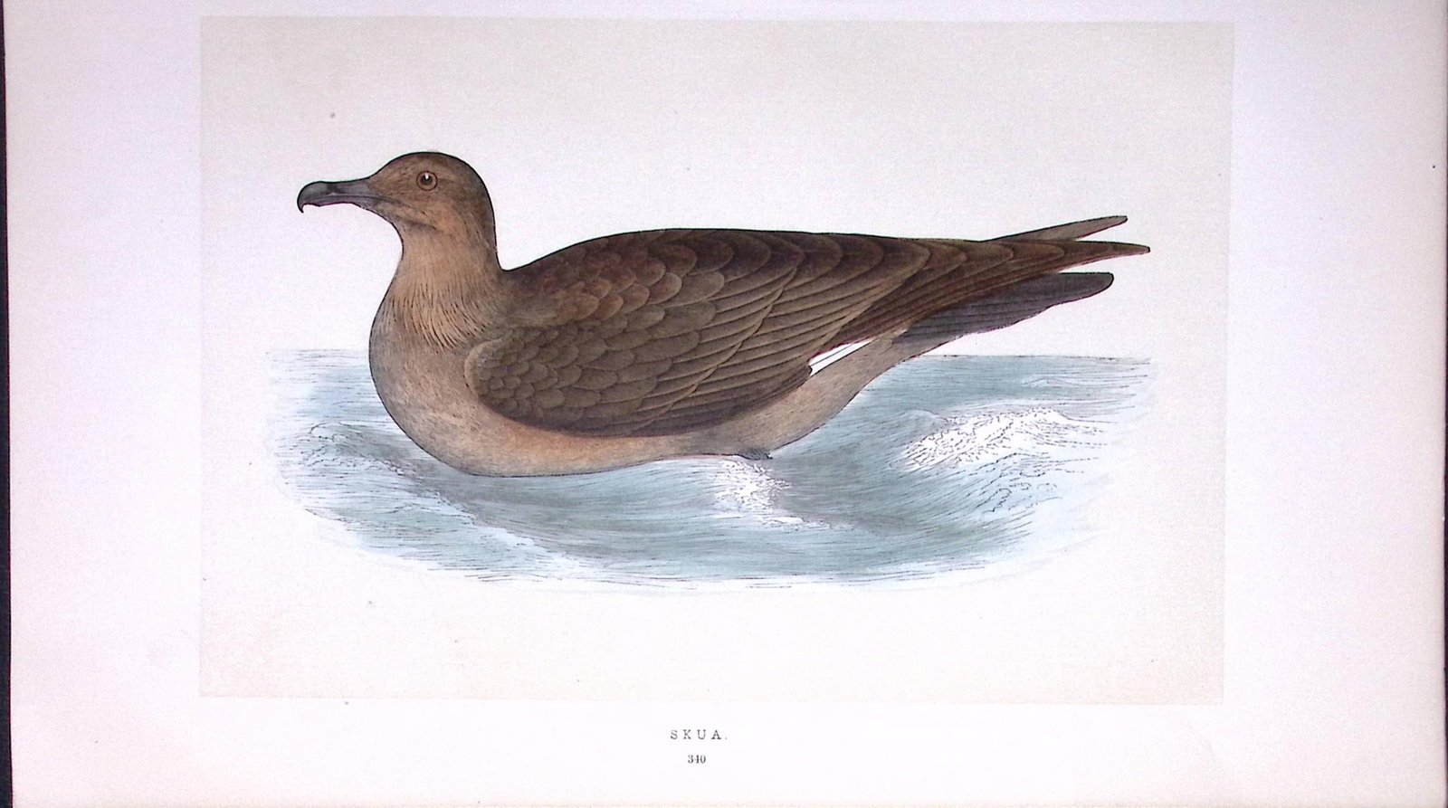Skua Bird- Rev Morris First Edition Antique Woodblock Engraving-213: Title: Skua Bird- Rev Morris First Edition Antique Woodblock Engraving-213 Description: This Chromolithographic Woodblock Engraving Has Been Removed from a First Antique Edition of. Rev F
