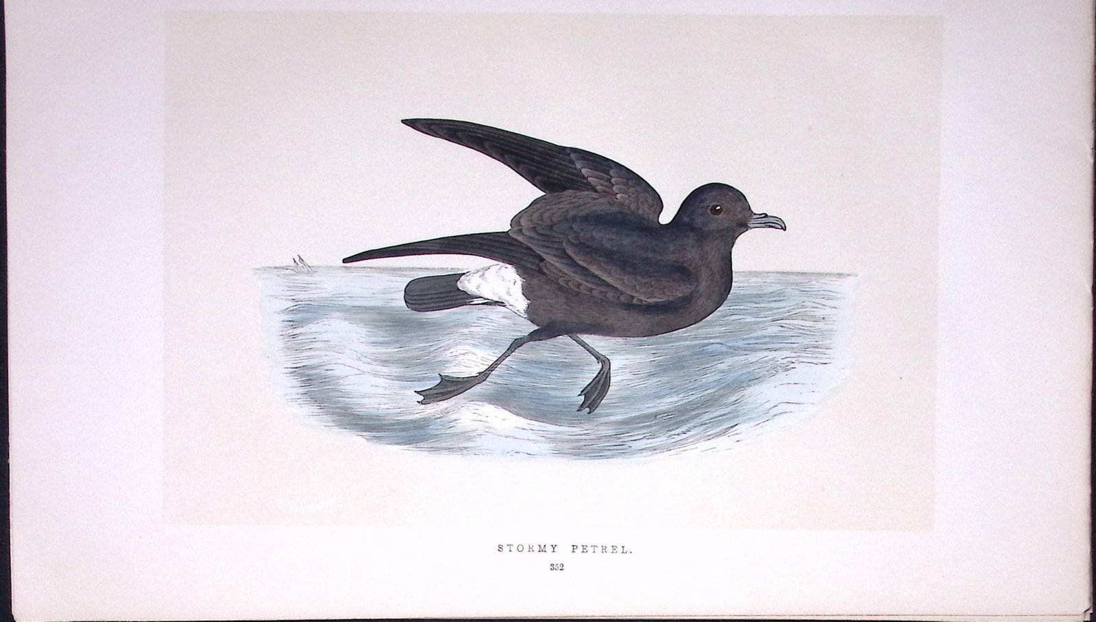 Stormy Petrel Bird- Rev Morris First Edition Antique Woodblock Engraving-225: Title: Stormy Petrel Bird- Rev Morris First Edition Antique Woodblock Engraving-225 Description: This Chromolithographic Woodblock Engraving Has Been Removed from a First Antique Edition of.