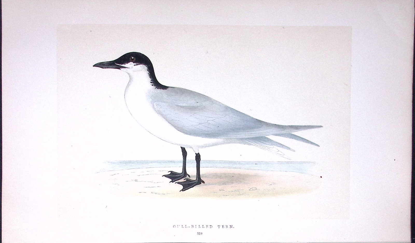 Gull-Billed Tern Bird- Rev Morris First Edition Antique Woodblock Engraving-192: Title: Gull-Billed Tern Bird- Rev Morris First Edition Antique Woodblock Engraving-192 Description: This Chromolithographic Woodblock Engraving Has Been Removed from a First Antique Edition of. Rev F