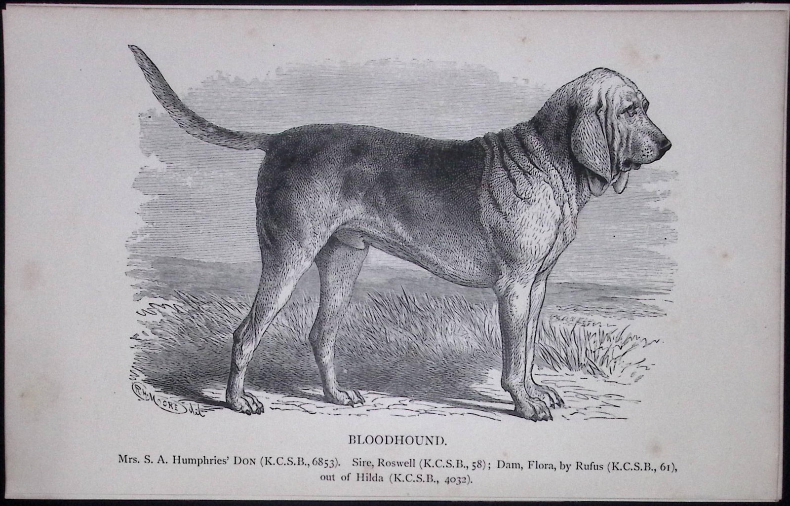 The Bloodhound British Dogs by Hugh Dalziel 1889 Antique Book Plate-20: Title: The Bloodhound British Dogs by Hugh Dalziel 1889 Antique Book Plate-20 Description: This Antique Book Plate Was Removed from a Edition of British Dogs by Hugh Dalziel 1889. Each Pri