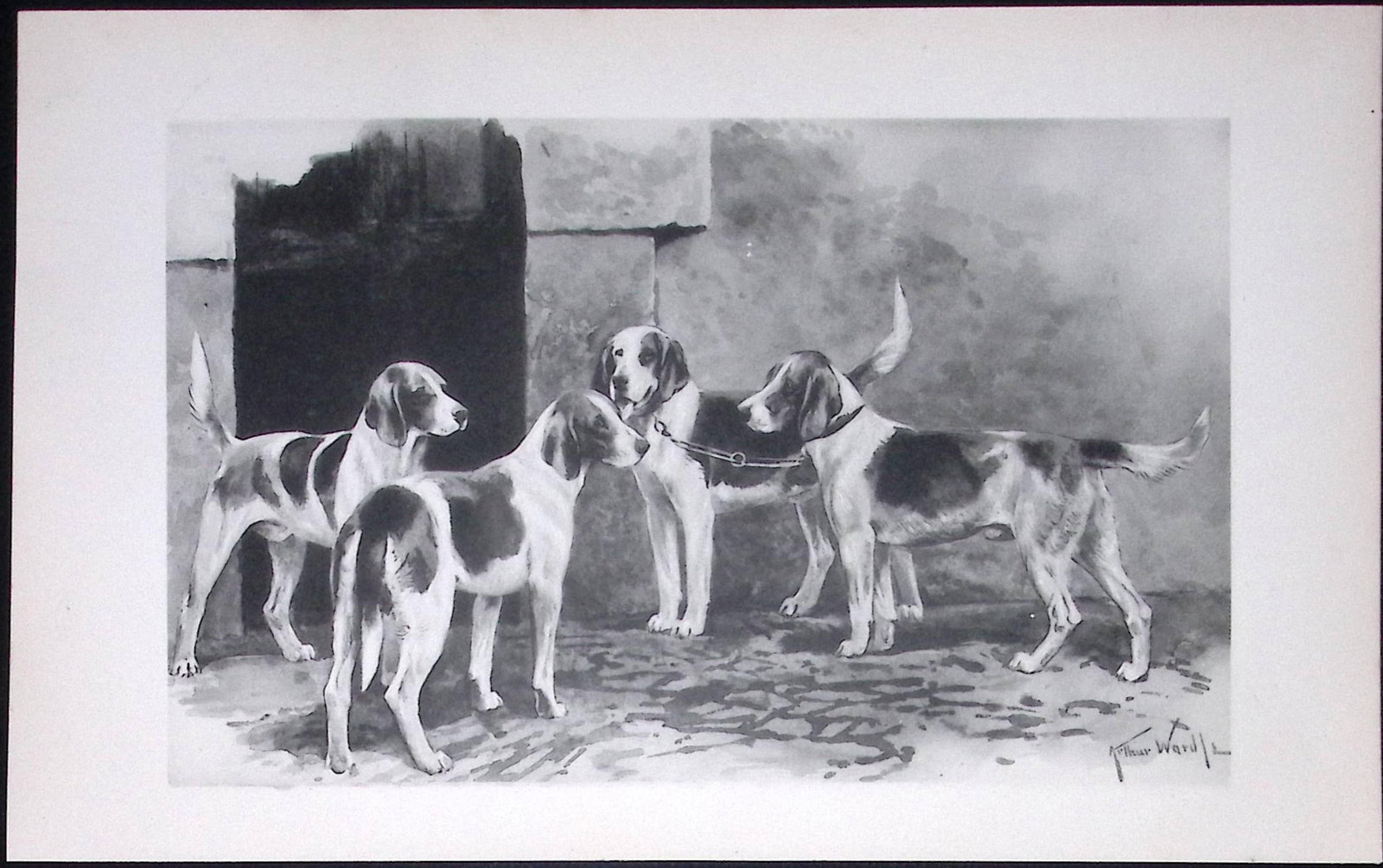 Harriers Antique Book Plate Rawdon Lee Modern Dogs 1893-25: Title: Harriers Antique Book Plate Rawdon Lee Modern Dogs 1893-25 Description: This Antique Book Plate Was Removed from an Edition of Modern Dogs by Rawdon Lee 1893. Each Print Measures Approx
