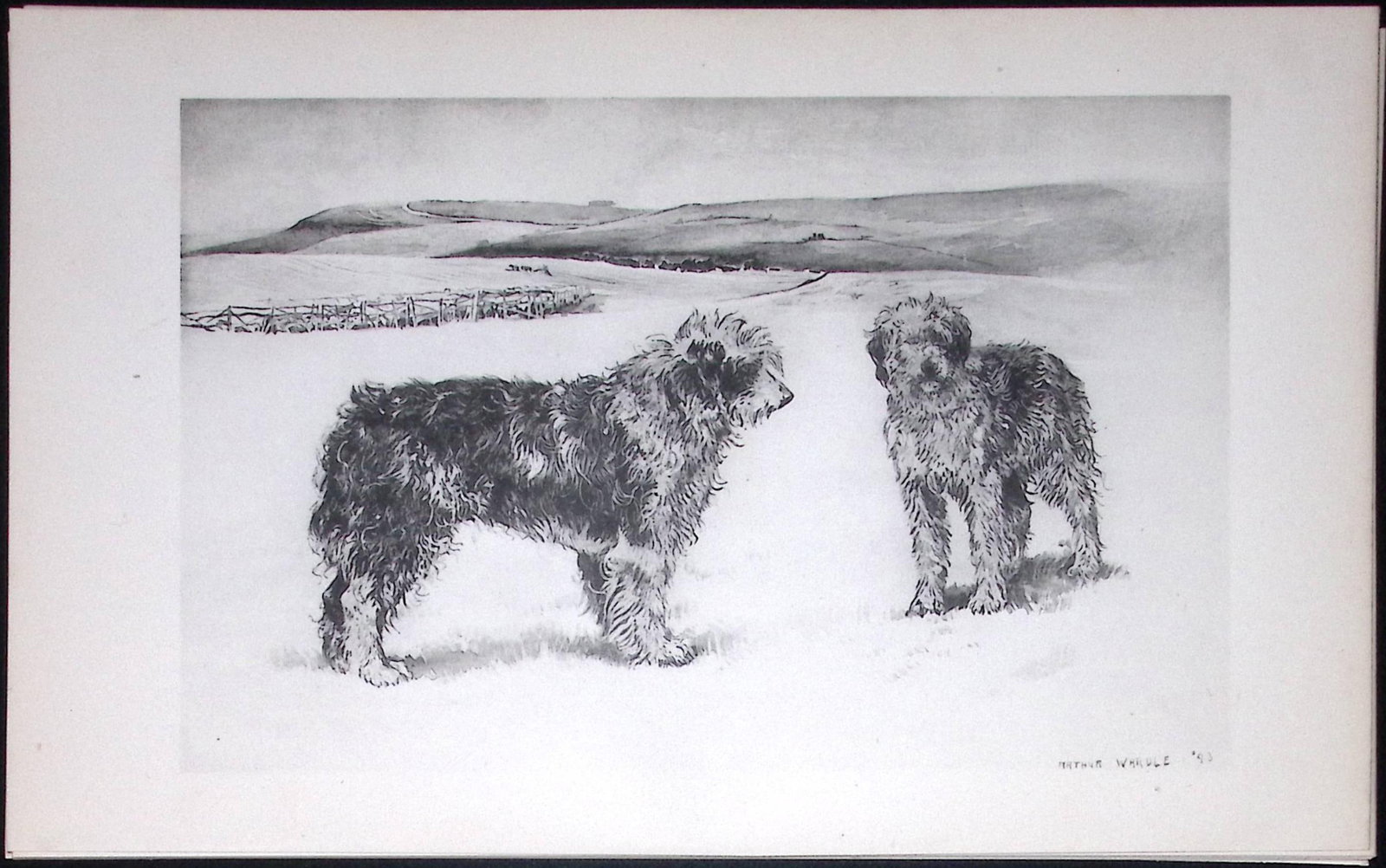 Old English Sheepdogs Antique Book Plate Rawdon Lee Modern Dogs 1894-8: Title: Old English Sheepdogs Antique Book Plate Rawdon Lee Modern Dogs 1894-8 Description: This Antique Book Plate Was Removed from an Edition of Modern Dogs by Rawdon Lee 1893. Each Print Meas