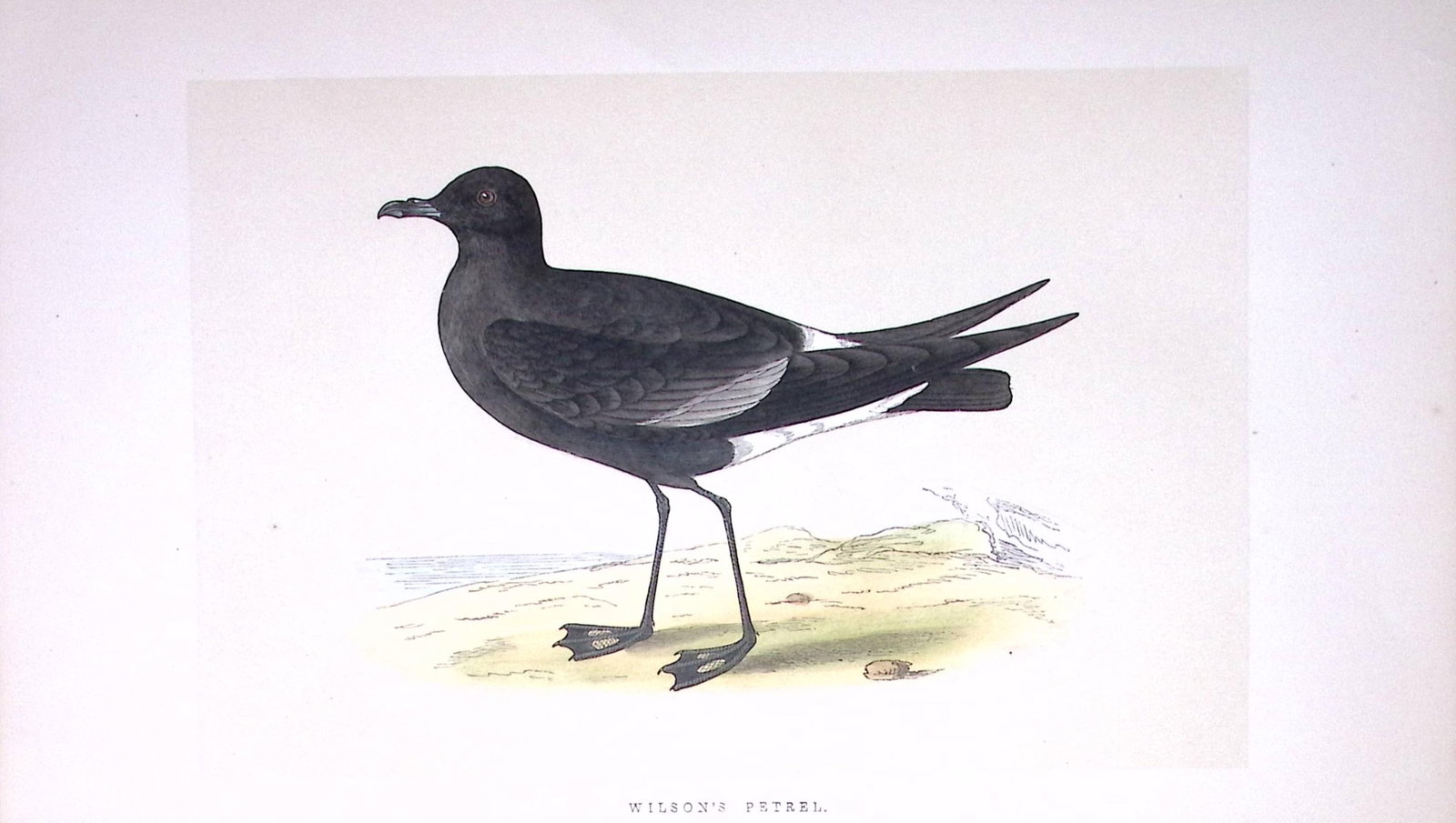 Wilson’s Petrel Bird- Rev Morris First Edition Antique Woodblock Engraving-223: Title: Wilson’s Petrel Bird- Rev Morris First Edition Antique Woodblock Engraving-223 Description: This Chromolithographic Woodblock Engraving Has Been Removed from a First Antique Edition of.