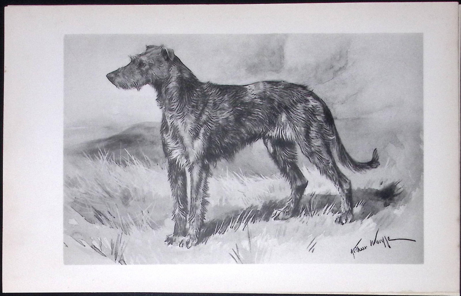 Irish Wolfhound Antique Book Plate Rawdon Lee Modern Dogs 1893-32: Title: Irish Wolfhound Antique Book Plate Rawdon Lee Modern Dogs 1893-32 Description: This Antique Book Plate Was Removed from an Edition of Modern Dogs by Rawdon Lee 1893. Each Print Measures Approx