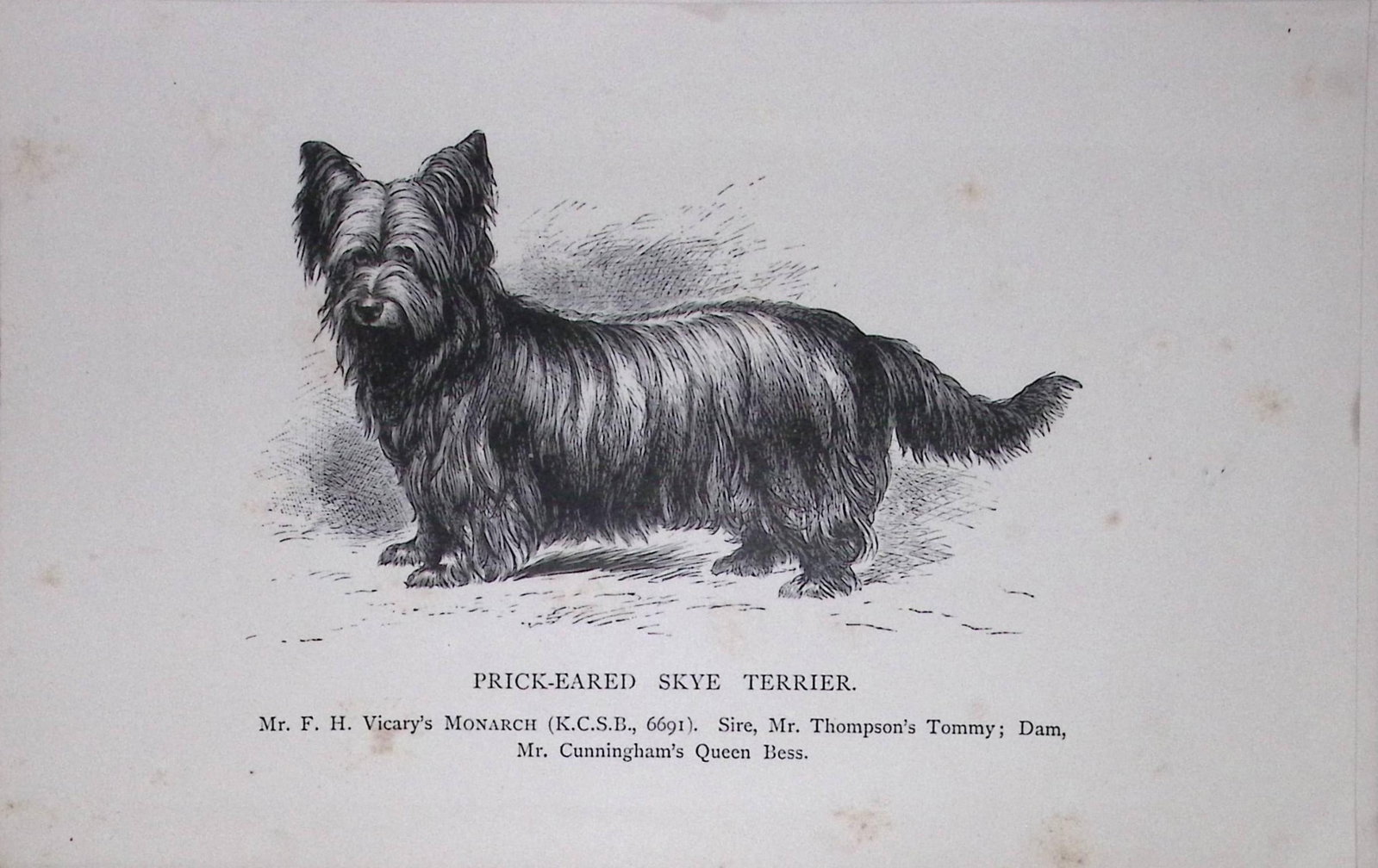 Prick-Eared Skye Terrier British Dogs by Hugh Dalziel 1889 Antique Book Plate-60: Title: Prick-Eared Skye Terrier British Dogs by Hugh Dalziel 1889 Antique Book Plate-60 Description: This Antique Book Plate Was Removed from a Edition of British Dogs by Hugh Dalziel 1889.