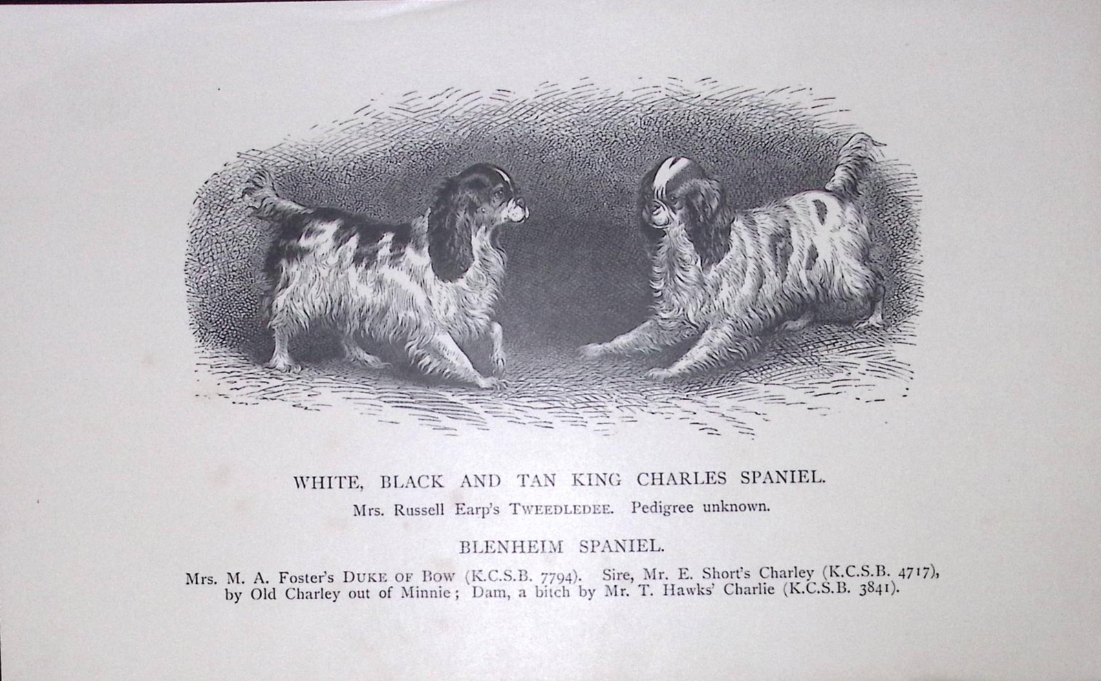 This Antique Book Plate Was Removed from an Edition of Modern Dogs by Rawdon Lee 1893. Each Prin...: Title: This Antique Book Plate Was Removed from an Edition of Modern Dogs by Rawdon Lee 1893. Each Print M Description: This Antique Book Plate Was Removed from an Edition of Modern Dogs by Rawdon