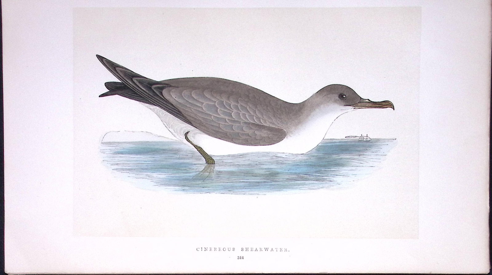 Cinereous Shearwater Bird- Rev Morris First Edition Antique Woodblock Engraving-217: Title: Cinereous Shearwater Bird- Rev Morris First Edition Antique Woodblock Engraving-217 Description: This Chromolithographic Woodblock Engraving Has Been Removed from a First Antique Edition of.